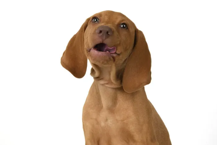 Framed Print : DOG. Hungarian Vizsla puppy (11 weeks old ) sitting looking at the camera, tongue out, studio Framed Print : DOG. Hungarian Vizsla puppy (11 weeks old ) sitting looking at the camera, tongue out, studio