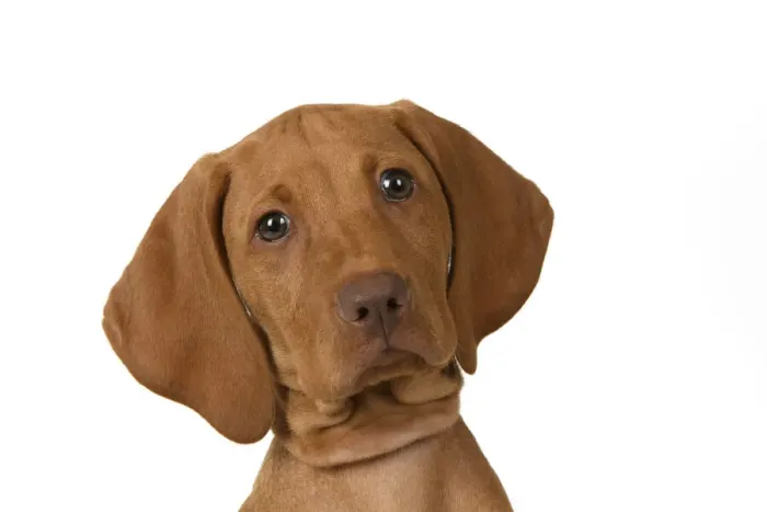 Framed Print : DOG. Hungarian Vizsla puppy (11 weeks old ) sitting looking at the camera, head & shoulders, studio Framed Print : DOG. Hungarian Vizsla puppy (11 weeks old ) sitting looking at the camera, head & shoulders, studio
