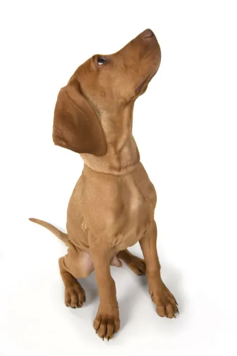Framed Print : DOG. Hungarian Vizsla puppy (11 weeks old ) sitting looking up, studio Framed Print : DOG. Hungarian Vizsla puppy (11 weeks old ) sitting looking up, studio