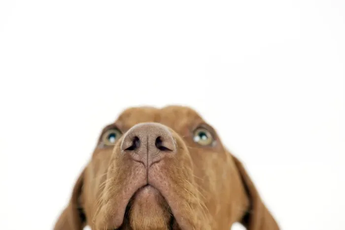 Framed Print : DOG - Hungarian vizsla puppy (close up of nose) Framed Print : DOG - Hungarian vizsla puppy (close up of nose)