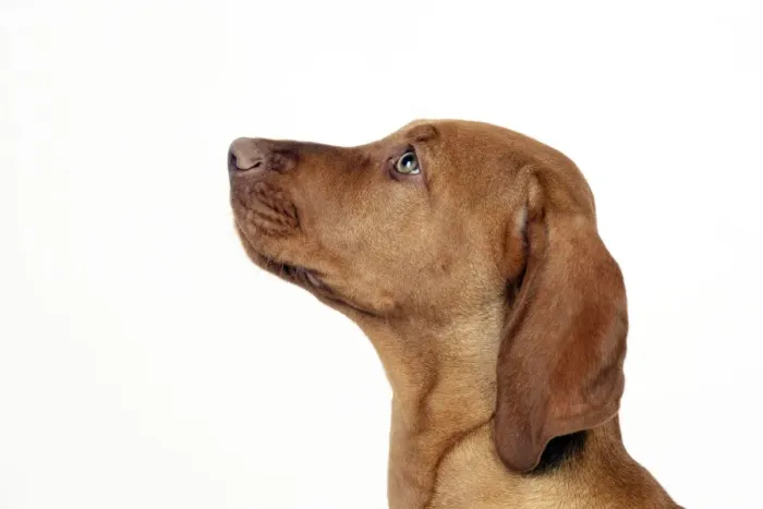 Framed Print : DOG - Hungarian vizsla puppy (head shot) Framed Print : DOG - Hungarian vizsla puppy (head shot)