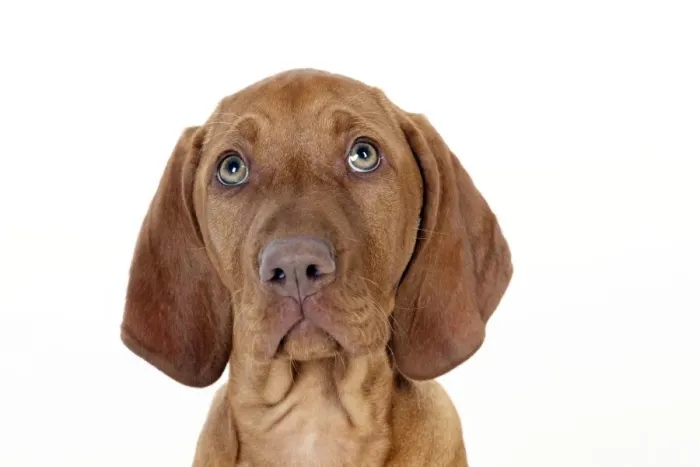 Framed Print : DOG - Hungarian vizsla puppy (head shot) Framed Print : DOG - Hungarian vizsla puppy (head shot)