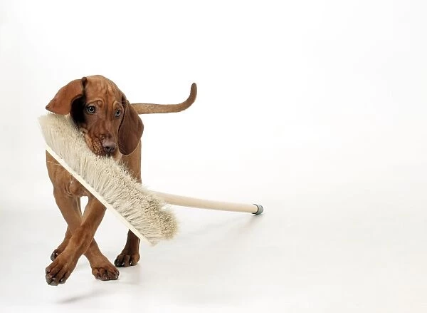 DOG - Hungarian vizsla puppy playing with broom