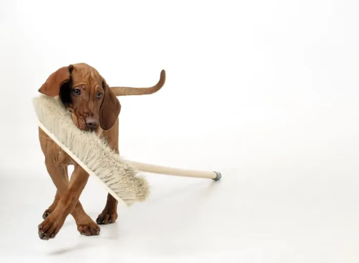 Framed Print : DOG - Hungarian vizsla puppy playing with broom Framed Print : DOG - Hungarian vizsla puppy playing with broom