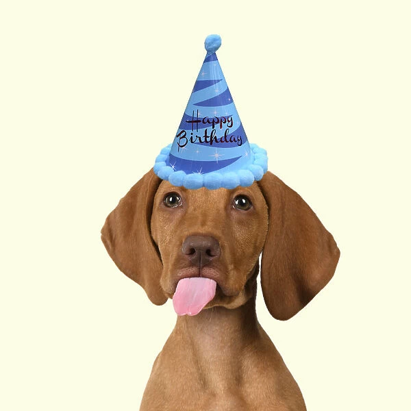 DOG. Hungarian Vizsla puppy wearing a birthday party hat sticking out tongue