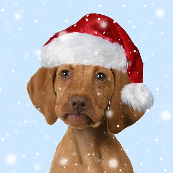 DOG. Hungarian Vizsla puppy wearing a red Santa Christmas hat in the snow