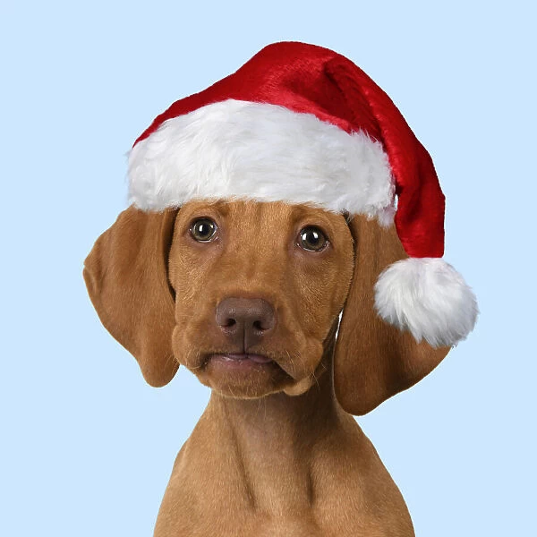 DOG. Hungarian Vizsla puppy wearing a red Santa Christmas hat