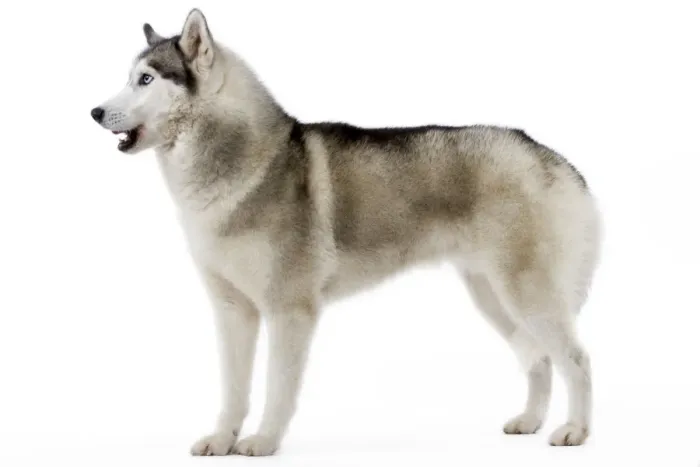 Framed Print : Dog - Husky Framed Print : Dog - Husky