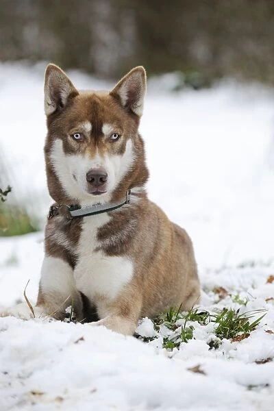 Dog - Husky - lying down in snow