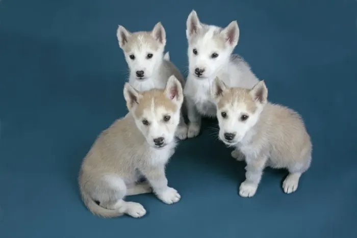 Framed Print : DOG. husky puppies (7 weeks old ) Framed Print : DOG. husky puppies (7 weeks old )