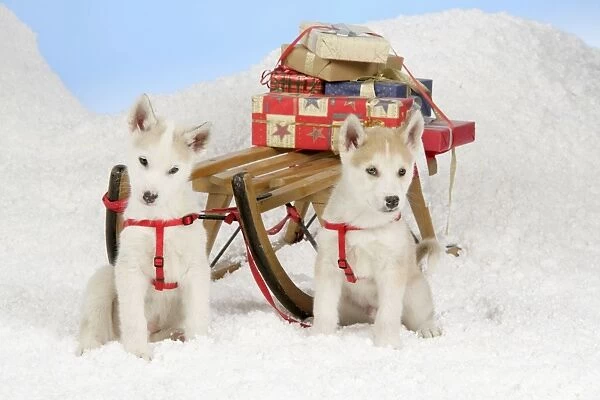 DOG. husky puppies (7 weeks old) with sledge & Christmas gifts