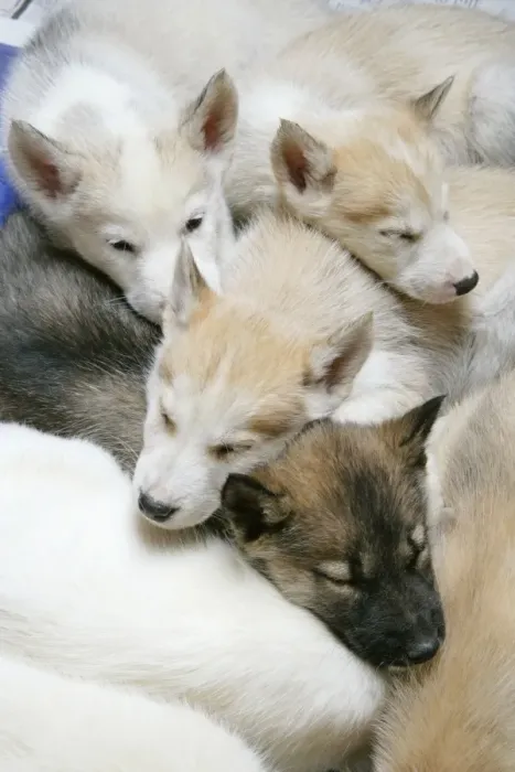 Framed Print : DOG. husky puppies (7 weeks old) asleep together Framed Print : DOG. husky puppies (7 weeks old) asleep together