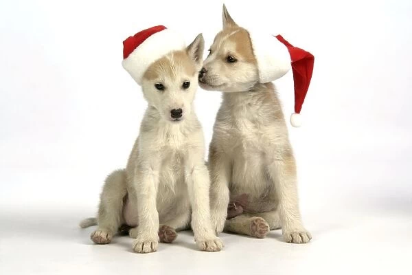 DOG. husky puppies (7 weeks old ) with Christmas hats