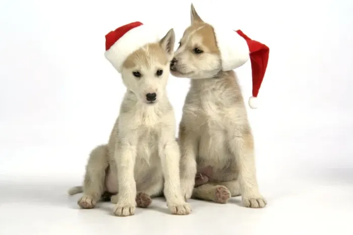 Framed Print : DOG. husky puppies (7 weeks old ) with Christmas hats Framed Print : DOG. husky puppies (7 weeks old ) with Christmas hats