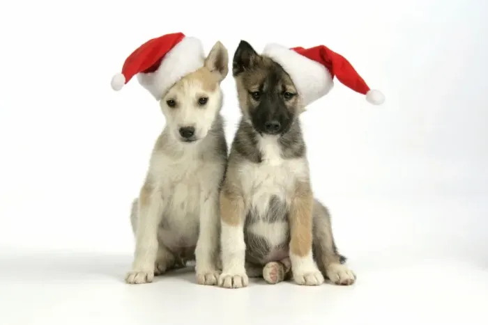Framed Print : DOG. husky puppies (7 weeks old ) with Christmas hats Framed Print : DOG. husky puppies (7 weeks old ) with Christmas hats