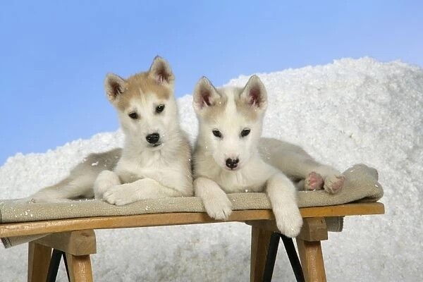 DOG. husky puppies (7 weeks old ) on a sledge