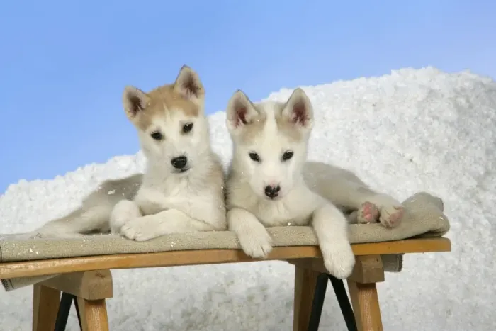 Framed Print : DOG. husky puppies (7 weeks old ) on a sledge Framed Print : DOG. husky puppies (7 weeks old ) on a sledge