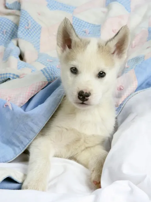 Framed Print : DOG. husky puppy (7 weeks old ) under bed covers Framed Print : DOG. husky puppy (7 weeks old ) under bed covers