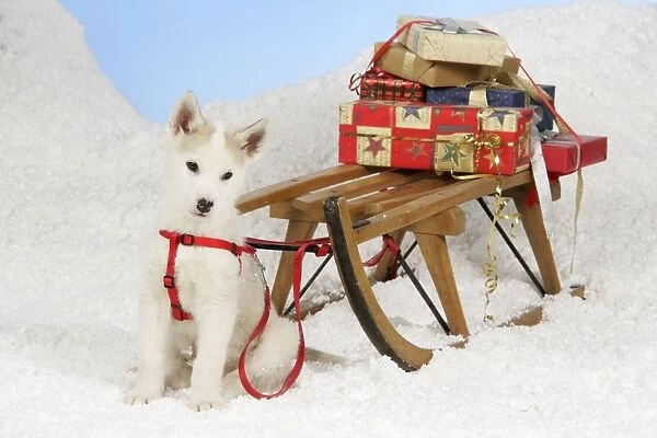 DOG. husky puppy (7 weeks old) with sledge & Christmas gifts