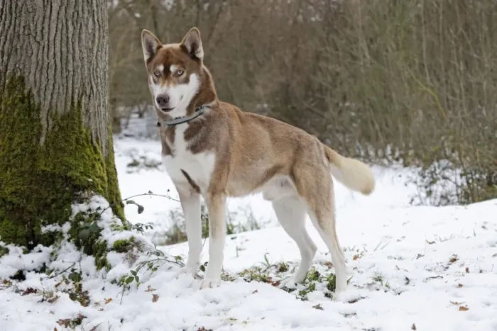 Framed Print : Dog - Husky - standing in snow Framed Print : Dog - Husky - standing in snow
