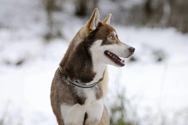 Dog - Husky - standing in snow