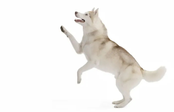 Framed Print : Dog - Husky in studio on hind legs Framed Print : Dog - Husky in studio on hind legs