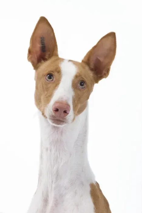 Framed Print : Dog - Ibizan Hound / Podenco Ibicenco - in studio Framed Print : Dog - Ibizan Hound / Podenco Ibicenco - in studio