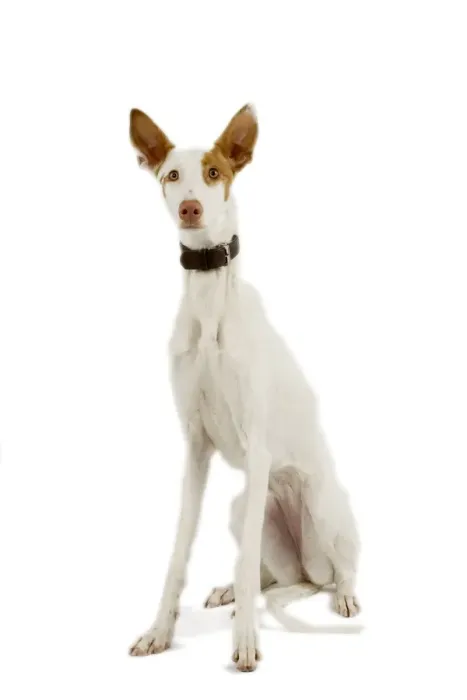 Framed Print : Dog - Ibizan Hound / Podenco Ibicenco - in studio Framed Print : Dog - Ibizan Hound / Podenco Ibicenco - in studio
