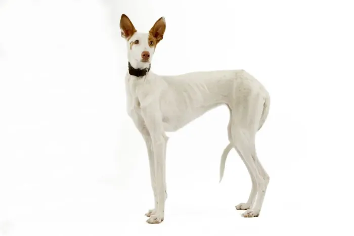 Framed Print : Dog - Ibizan Hound / Podenco Ibicenco - in studio Framed Print : Dog - Ibizan Hound / Podenco Ibicenco - in studio