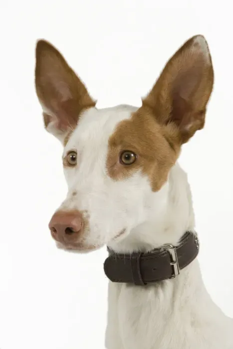 Framed Print : Dog - Ibizan Hound / Podenco Ibicenco - in studio Framed Print : Dog - Ibizan Hound / Podenco Ibicenco - in studio
