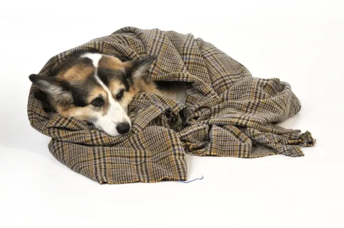 Framed Print : Dog. Ill dog wrapped in a blanket Framed Print : Dog. Ill dog wrapped in a blanket
