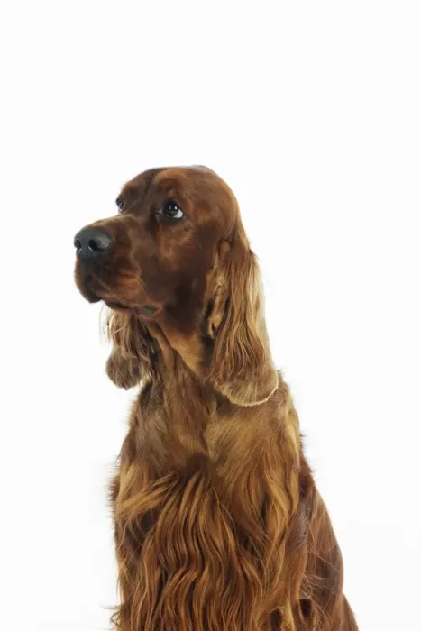Framed Print : DOG. Irish setter head shot Framed Print : DOG. Irish setter head shot