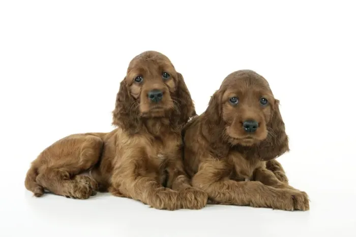 Framed Print : Dog. Irish Setter puppies Framed Print : Dog. Irish Setter puppies