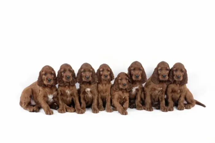 Framed Print : Dog - Irish Setter - Puppies lying down Framed Print : Dog - Irish Setter - Puppies lying down