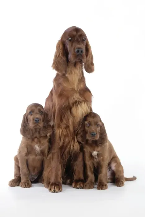 Framed Print : Dog - Irish Setter - Puppies with mother Framed Print : Dog - Irish Setter - Puppies with mother
