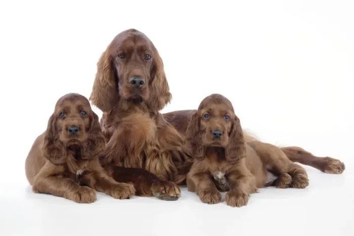 Framed Print : Dog - Irish Setter - Puppies with mother Framed Print : Dog - Irish Setter - Puppies with mother