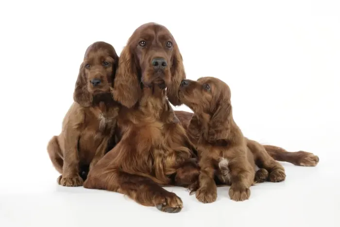 Framed Print : Dog. Irish Setter puppies with mother Framed Print : Dog. Irish Setter puppies with mother
