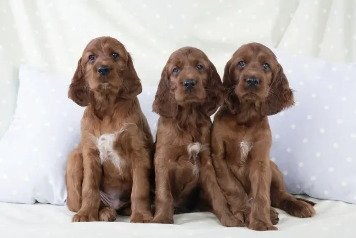 Framed Print : Dog - Irish Setter - Puppies sitting down on pillow Framed Print : Dog - Irish Setter - Puppies sitting down on pillow