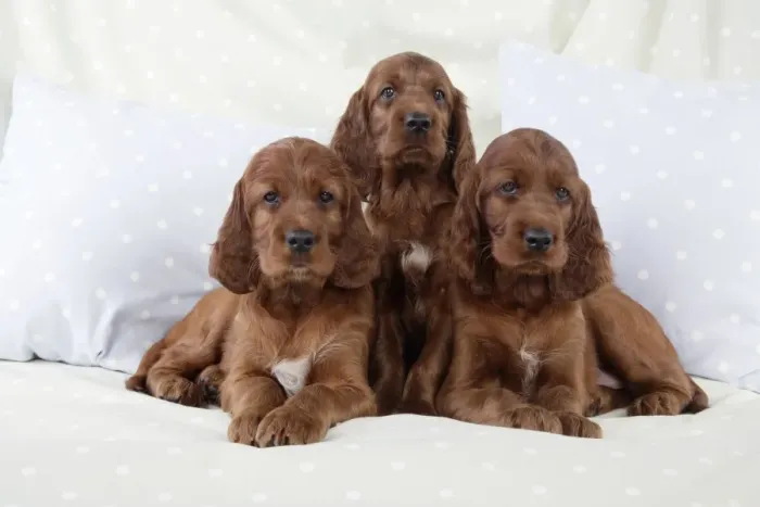 Framed Print : Dog - Irish Setter - Puppies sitting down on pillow Framed Print : Dog - Irish Setter - Puppies sitting down on pillow