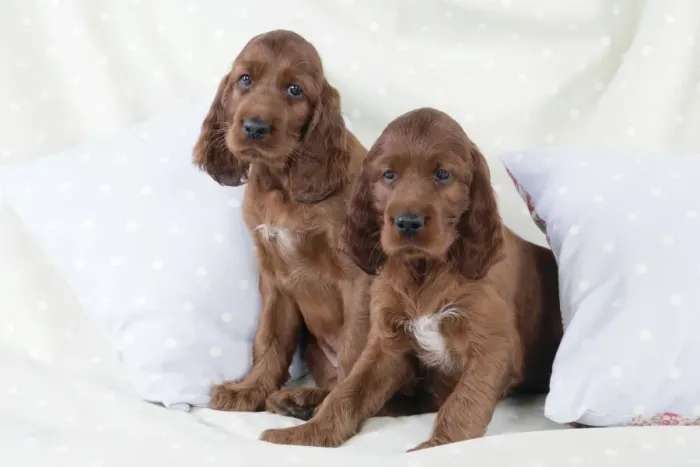 Framed Print : Dog - Irish Setter - Puppies sitting down on pillow Framed Print : Dog - Irish Setter - Puppies sitting down on pillow