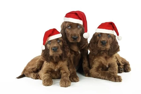Dog. Irish Setter puppies wearing Christmas hats Digital Manipulation: Christmas hats (JD)