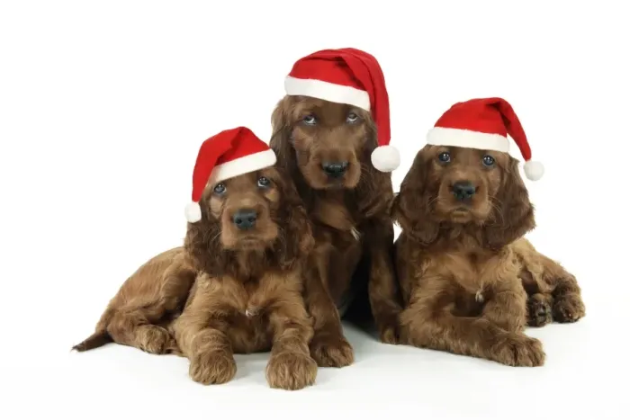 Framed Print : Dog. Irish Setter puppies wearing Christmas hats Digital Manipulation: Christmas hats (JD) Framed Print : Dog. Irish Setter puppies wearing Christmas hats Digital Manipulation: Christmas hats (JD)