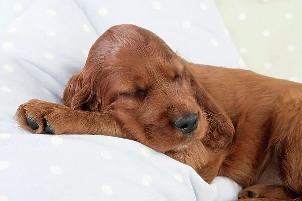 Dog - Irish Setter - Puppy lying down on pillow asleep