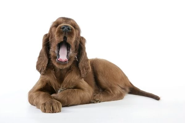 Dog - Irish Setter - Puppy lying down and yawning