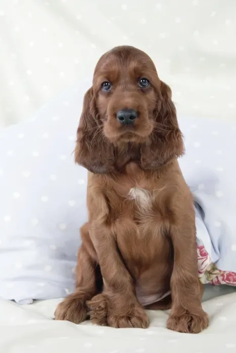 Framed Print : Dog - Irish Setter - Puppy sitting down on pillow Framed Print : Dog - Irish Setter - Puppy sitting down on pillow