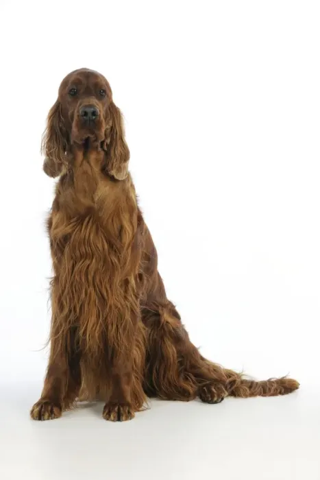 Framed Print : DOG. Irish setter sitting