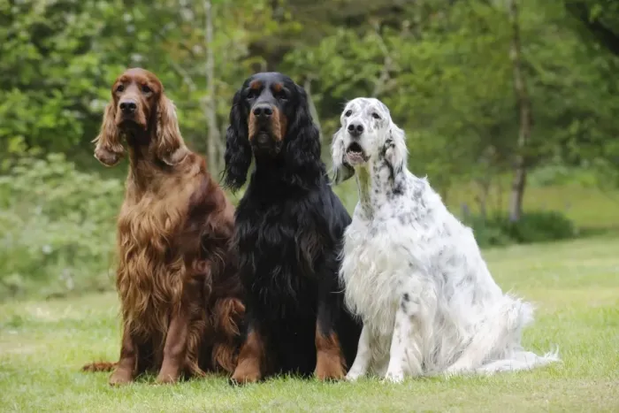 Framed Print : DOG. Irish setter sitting next to gordon setter and english setter Framed Print : DOG. Irish setter sitting next to gordon setter and english setter