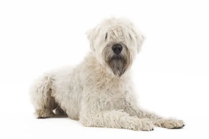 Framed Print : Dog - Irish soft coated wheaten terrier - in studio Framed Print : Dog - Irish soft coated wheaten terrier - in studio