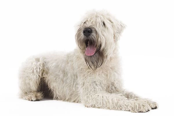 Dog - Irish soft coated wheaten terrier - in studio