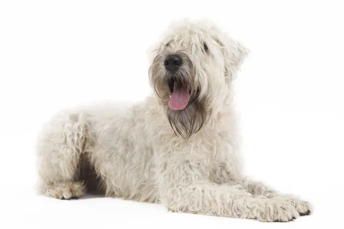 Framed Print : Dog - Irish soft coated wheaten terrier - in studio Framed Print : Dog - Irish soft coated wheaten terrier - in studio
